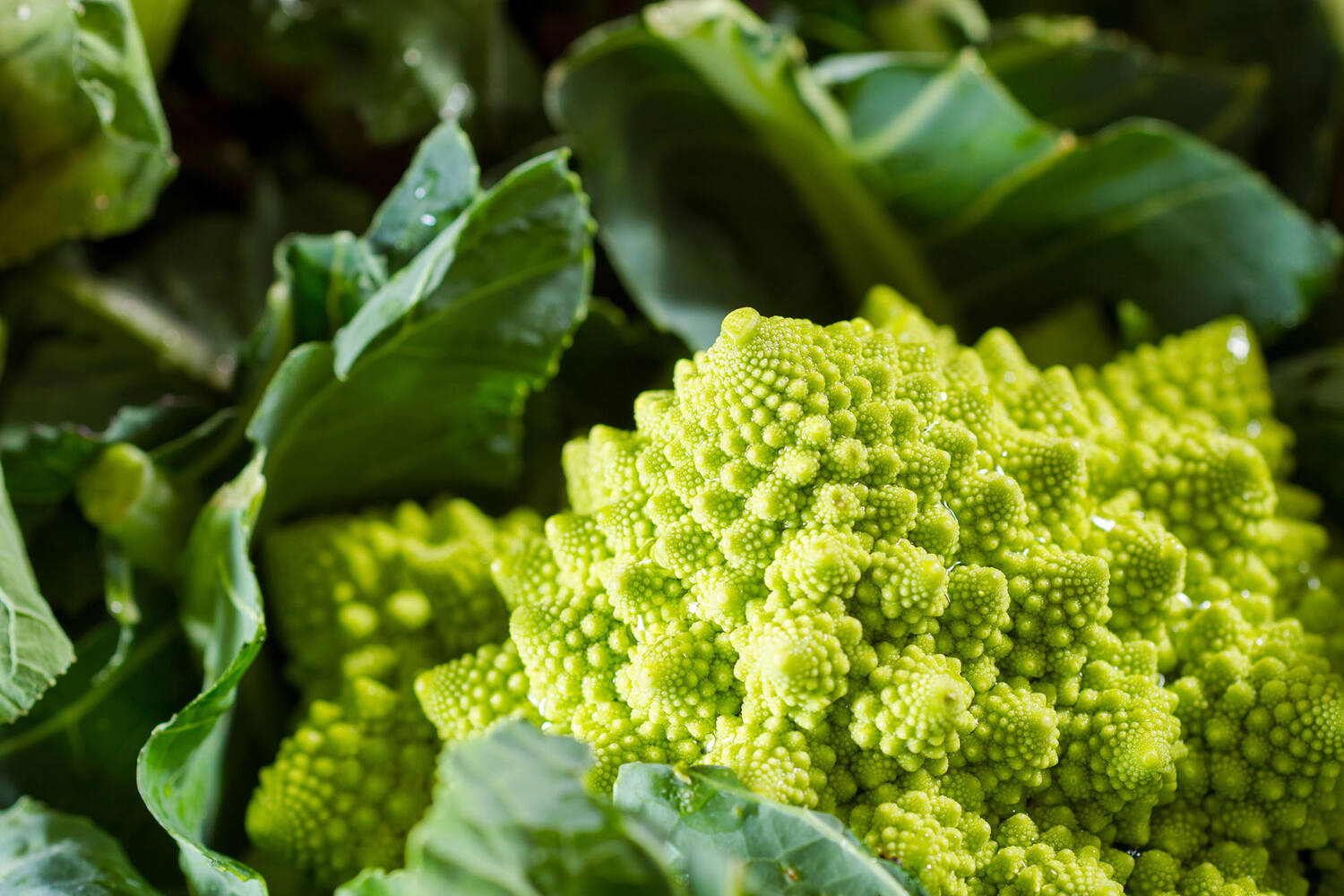 Romanesco bloemkool stuk 2